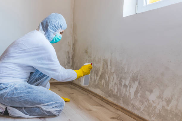 Licensed Mold Inspection service in Morrisville, NC - WQB Mold Removal
