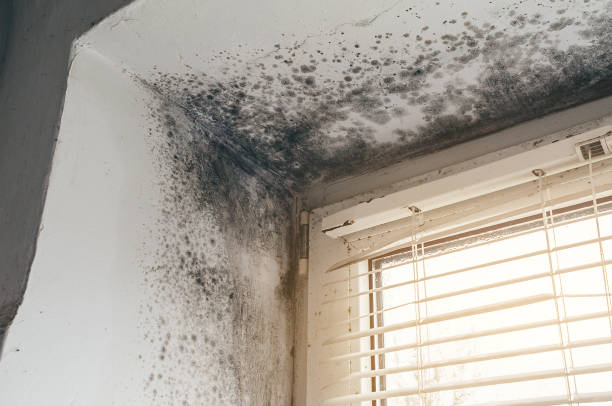 Affordable Mold Inspection solutions in Morrisville, NC